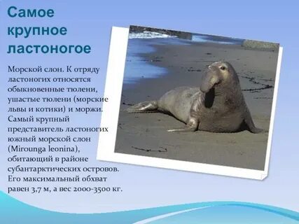 Особенности ластоногих