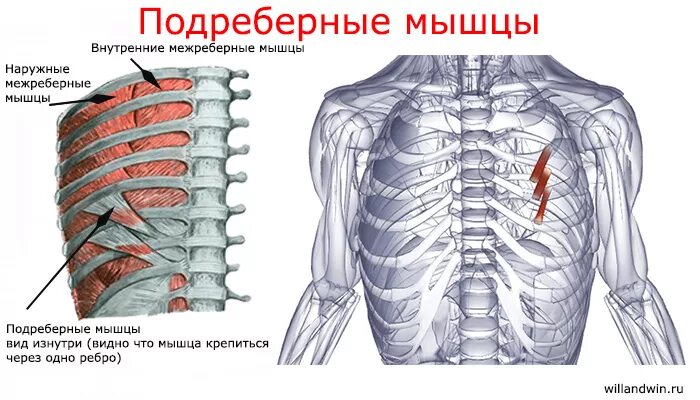 Мышцу расширяющую грудную клетку