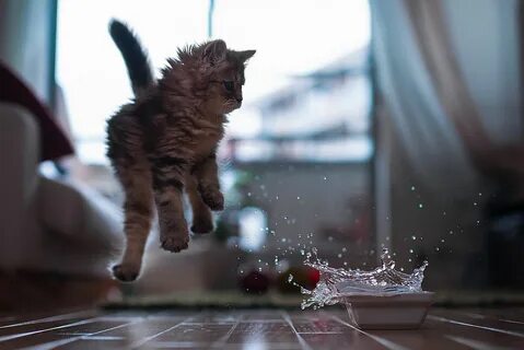 Котенок ночью бесится