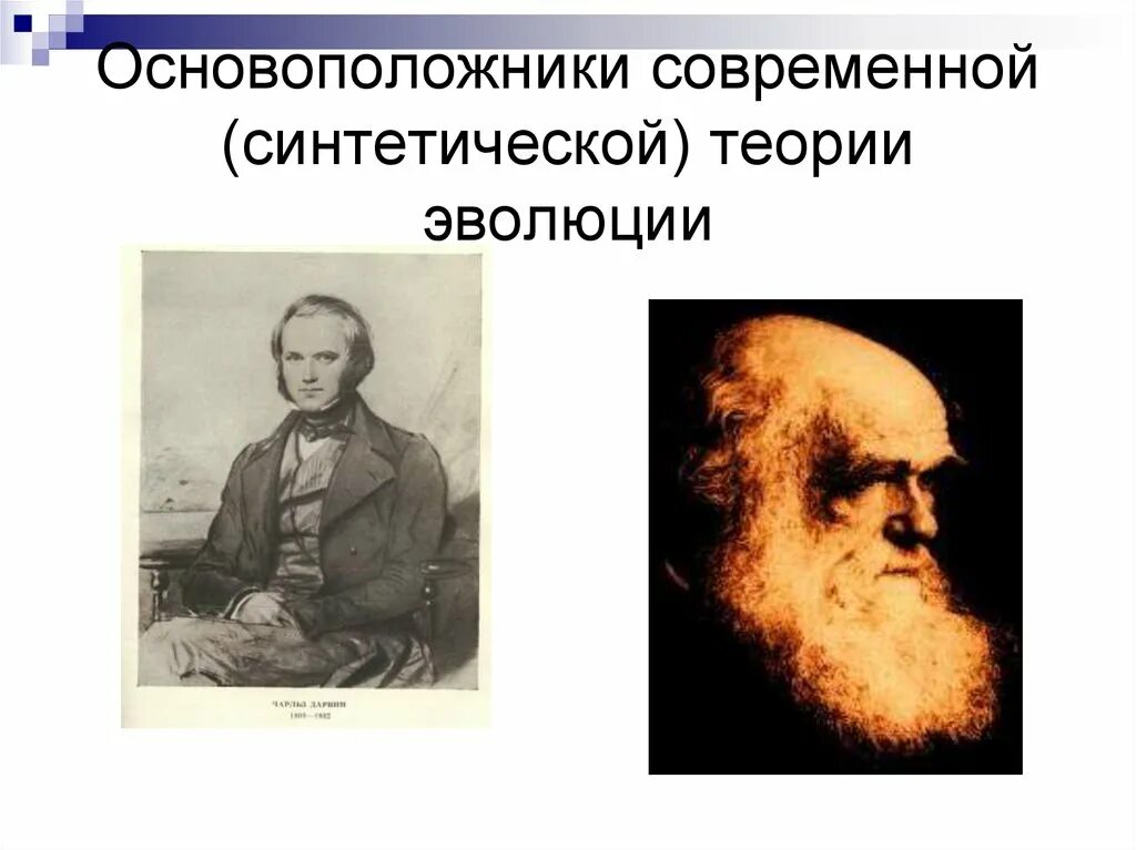 Основоположники современной теории эволюции. Основоположники синтетической теории эволюции. Современная синтетическая теория эволюции. Основатели синтетической теории эволюции.