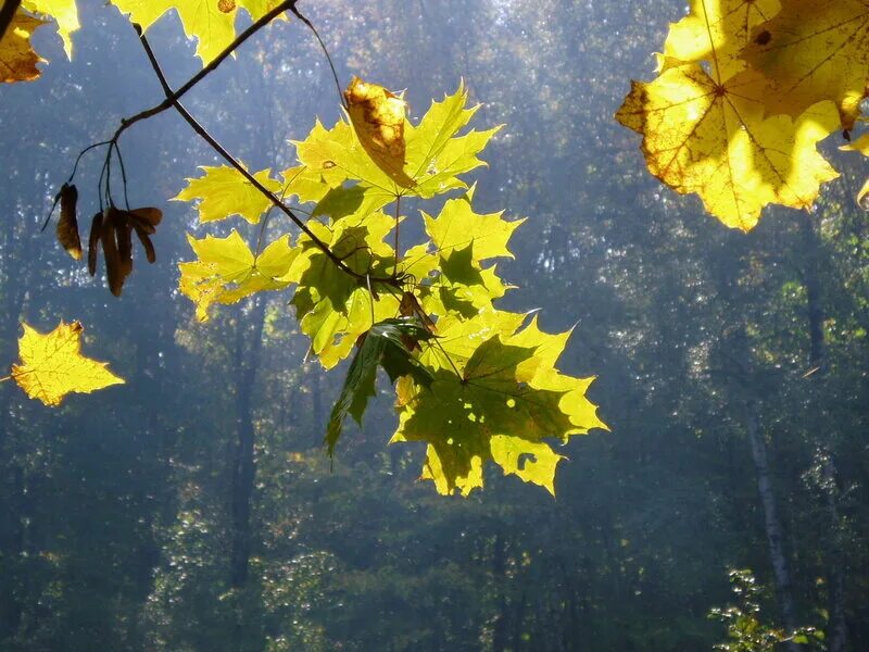 дождь. диктант первое сентября. жара люди. лето. ливень.