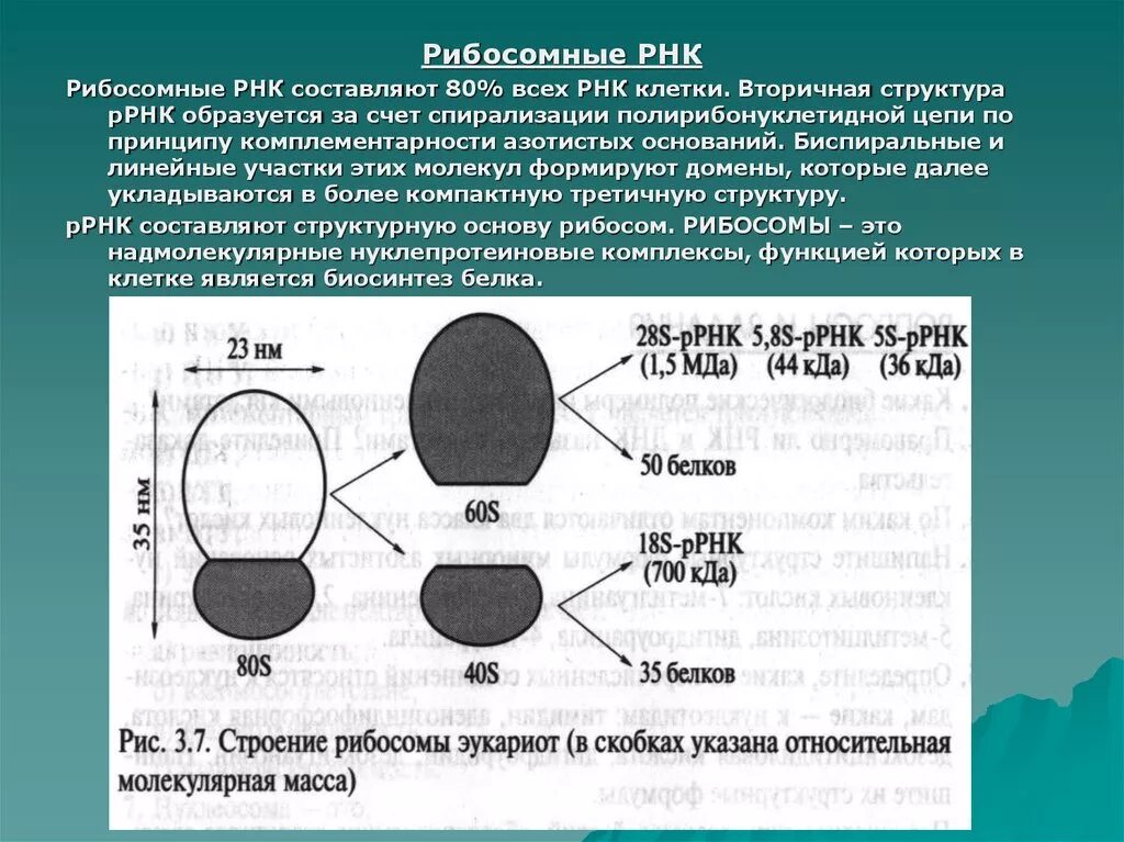 Строение рибосомы эукариотической клетки. Структура рибосом про- и эукариот. Строение клеточного рибосомы. Строение рибосом биохимия.