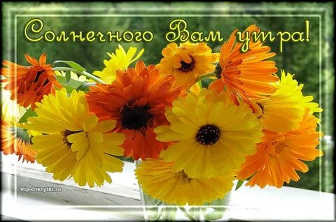 Солнечного доброго утра и хорошего дня картинки