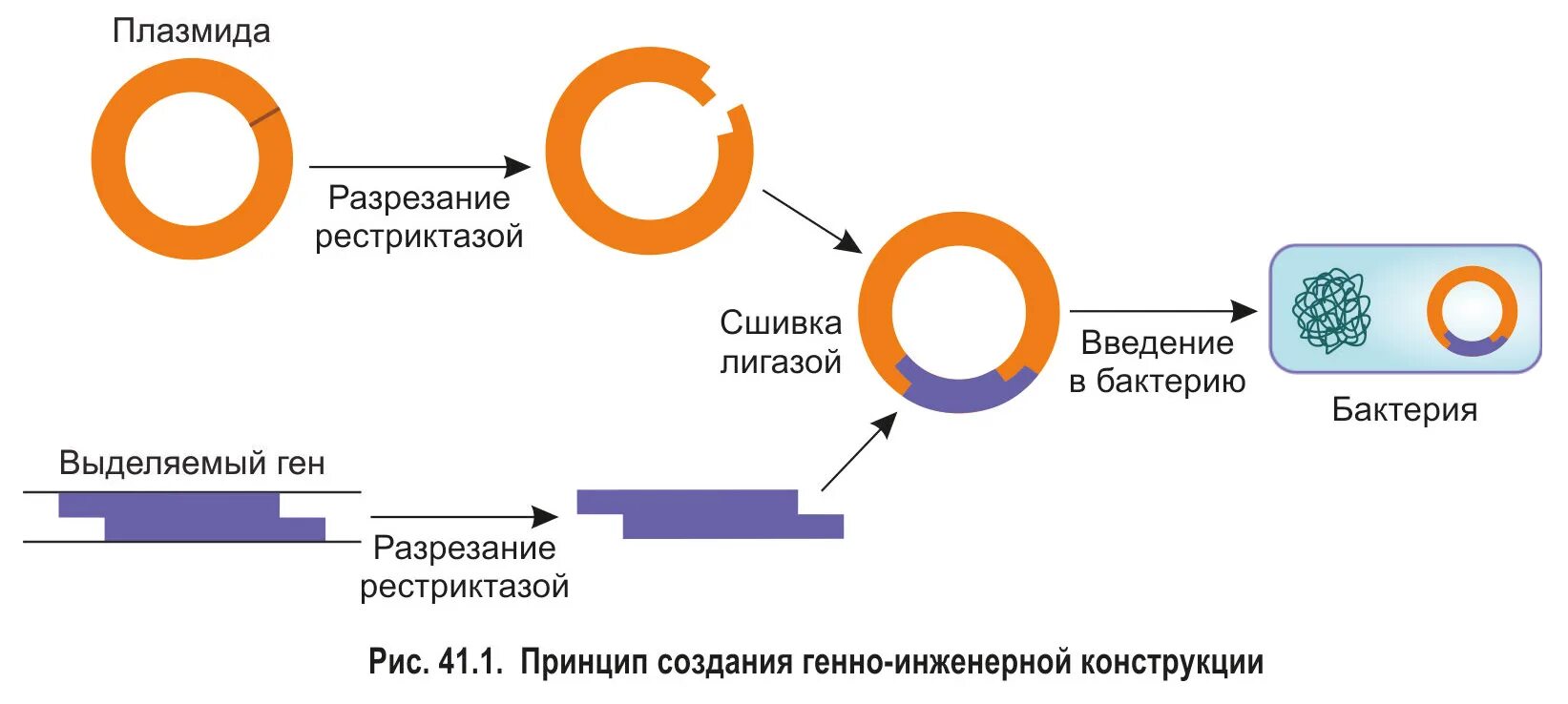 Последовательность этапов получения генномодифицированных бактерий. Селекция микроорганизмов генная инженерия. клеточная инженерия бактерий.