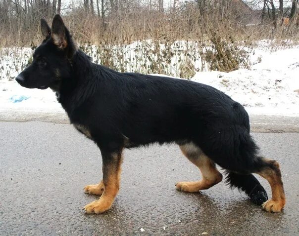Pictures of progenies for JCH RUS MIKHAILOVSKAYA SLOBODA RUFUS ОКД1, ЗКС1