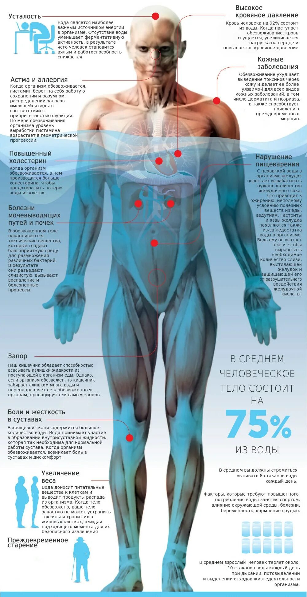 Человек становится уязвимым. Вода в человеческом теле инфографика. Вода в человеческом организме. Тело человека. Инфографика вода в теле человека.
