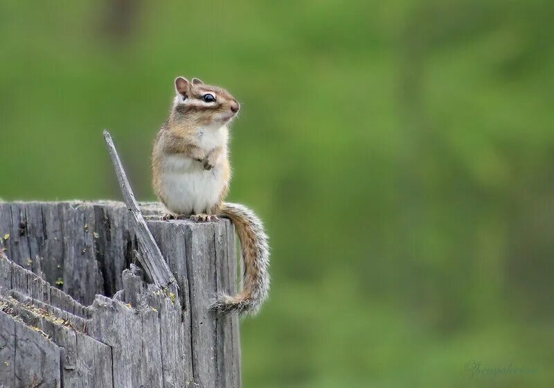 Бурундук с коротким хвостом. Бурундук встретить. Домашние бурундуки. Бурундук на байкале. Бурундук.