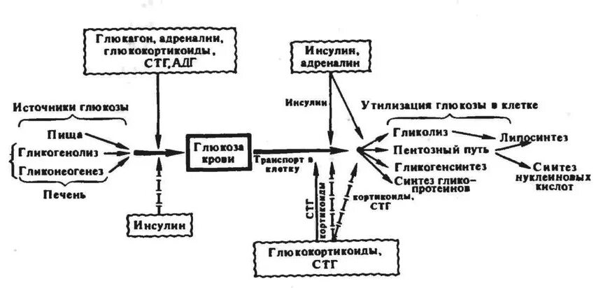 Схема гормональной регуляции обмена углеводов. Регуляция инсулином метаболизма углеводов. Регуляция углеводного обмена схема. Регуляция углеводного обмена гормонами схема. Адреналин и инсулин характеристики