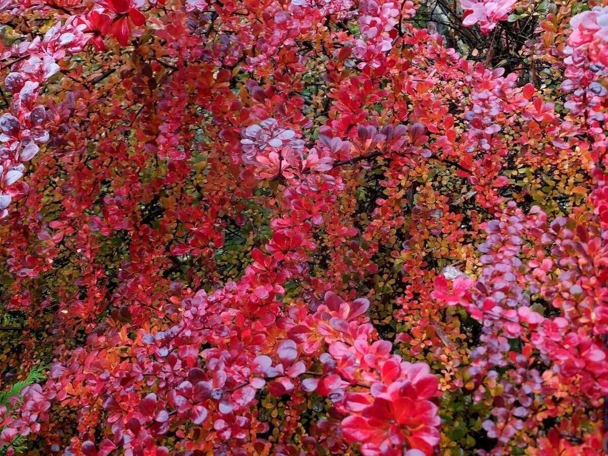 Барбарис Тунберга Atropurpurea. Барбарис Тунберга Атропурпуреа. Барбарис Тунберга Aтропурпурея. Барбарис Тунберга «Артропурпуреа. Барбарис декоративный кустарник фото