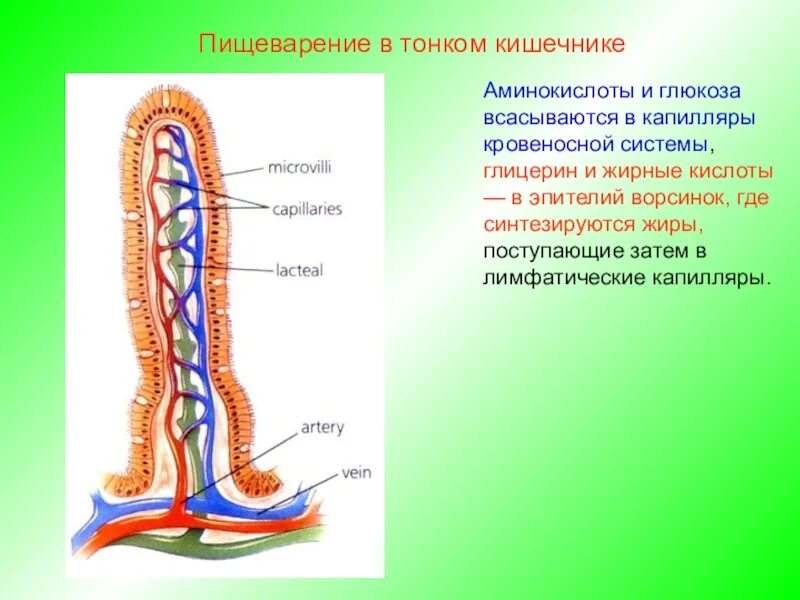 Всасывание питательных веществ в толстом кишечнике. Всасывание в тонком кишечнике. строение кишечной ворсинки.. кровеносные сосуды ворсинок тонкой кишки всасываются. в кровеносные капилляры ворсинок тонкого кишечника всасываются. в тонком кишечнике происходит всасывание аминокислот.