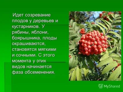 Текст рябина это ветвистое деревце растущее