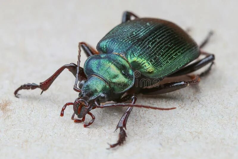 Охотник за жуками. Жуку Calosoma sycophanta. Жуки с металлическим блеском. Жук охотник. Жук охотница.