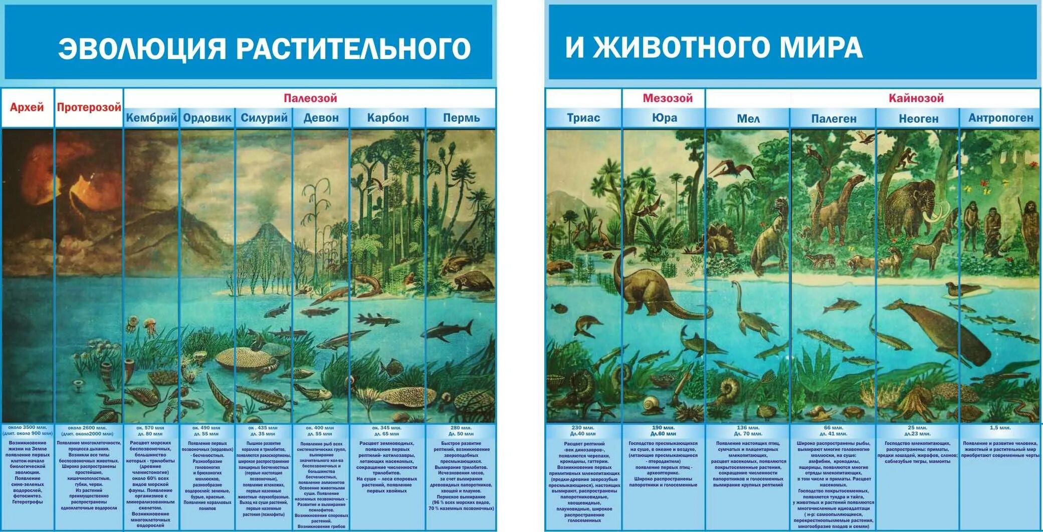 Биология 9 класс периоды и эры на земле. Хронологическая таблица эволюции растений. Законы эволюции жизни