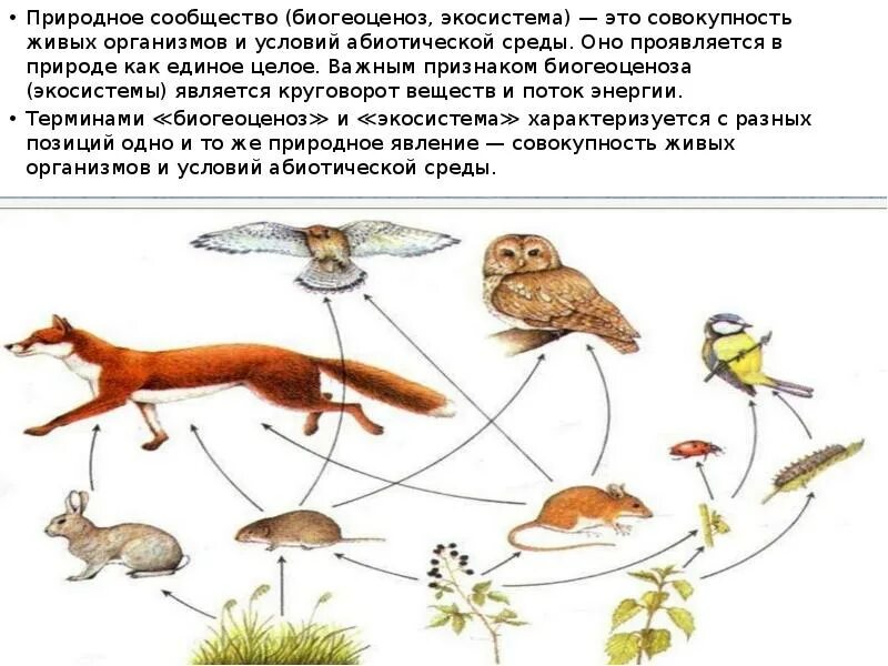 Конспект урока взаимосвязи организмов в природных сообществах. Природное сообщество экосистема. Организмы в природных сообществах. Понятие о природном сообществе. Сообщество это в биологии.