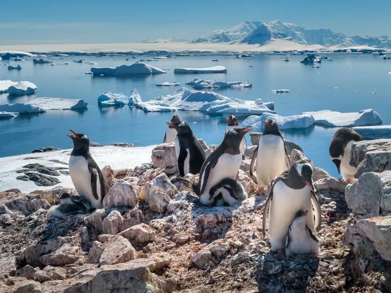 Пингвины идут с пляжа молча. Колония пингвинов в Антарктиде. Наука о пингвинах. Колония пингвинов фото. Считаем пингвинов.