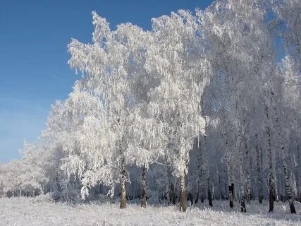 Светлый иней