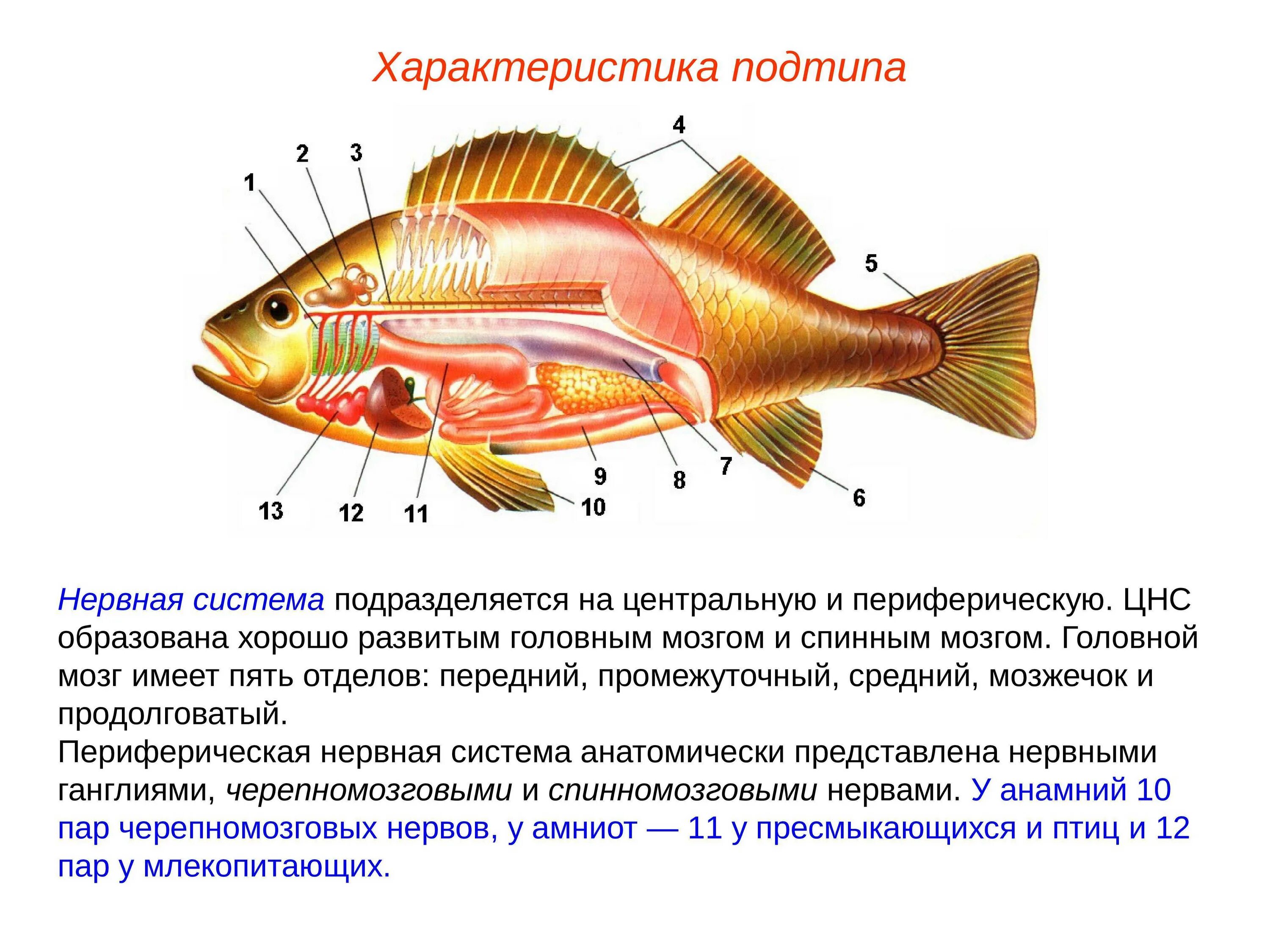 Нервная система костной рыбы 7 класс. Центральная нервная система костных рыб. Системы костных рыб выделительная система. Нервная система костных рыб. Карп класс рыбы