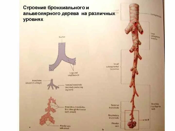 Бронх дерево строение. Схема строения альвеолярного дерева. строение бронхиального и альвеолярного дерева. структуры альвеолярного дерева. бронхиальное и альвеолярное дерево анатомия.
