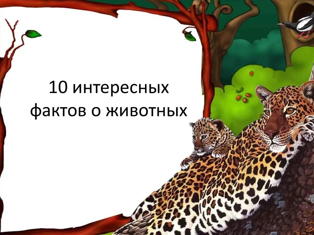 Фактов о животных 3 класс. Факты о млекопитающих. 10 интересных фактов о животных. удивительные факты о млекопитающих. интересные факты о млекопитающих 3 класс.