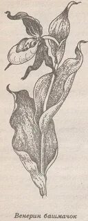 Нарисовать венерин