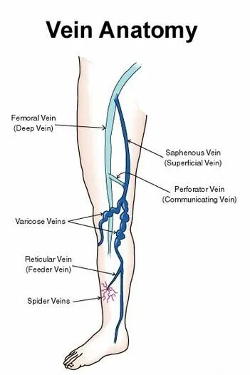 Вена джакомини схема расположения Anatomia de las Venas Perforantes Anatomia de las venas, Anatomía, Vena safena