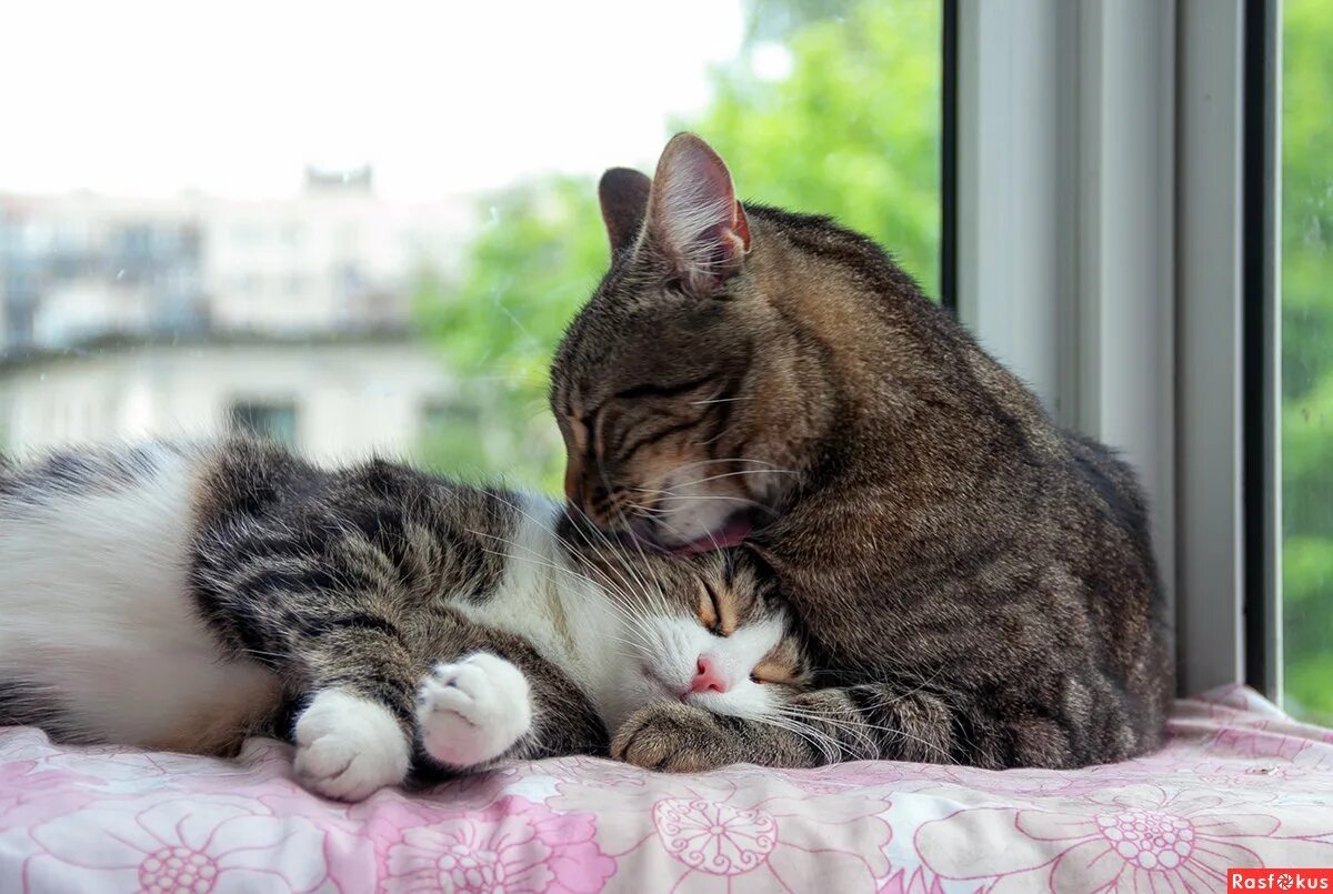 Любовь кошек и котов. Котики обнимаются. Кошки обнимашки. Два котика. Кошки любовь.