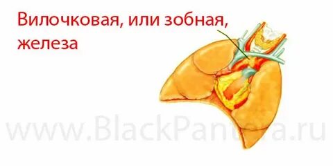 Зобная железа говяжья где находится фото