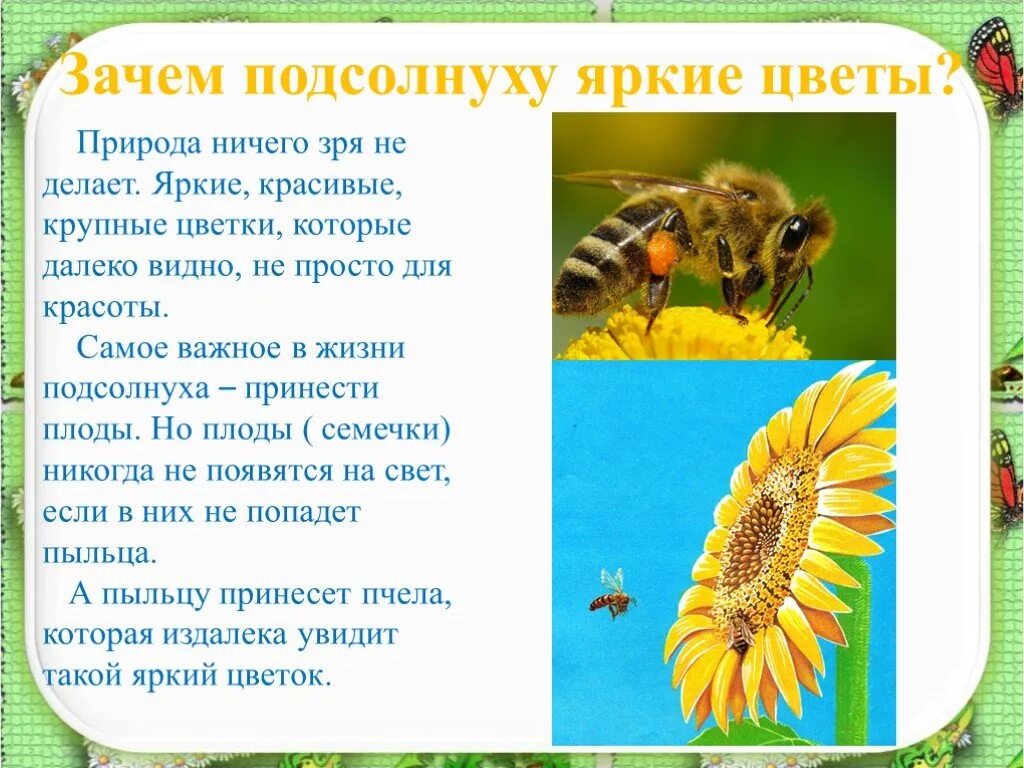 Рассказ цветок солнца. Сообщение о подсолнухе. Сообщение о подсолнечнике. Презентация на тему подсолнух. Краткое сообщение о подсолнухе.