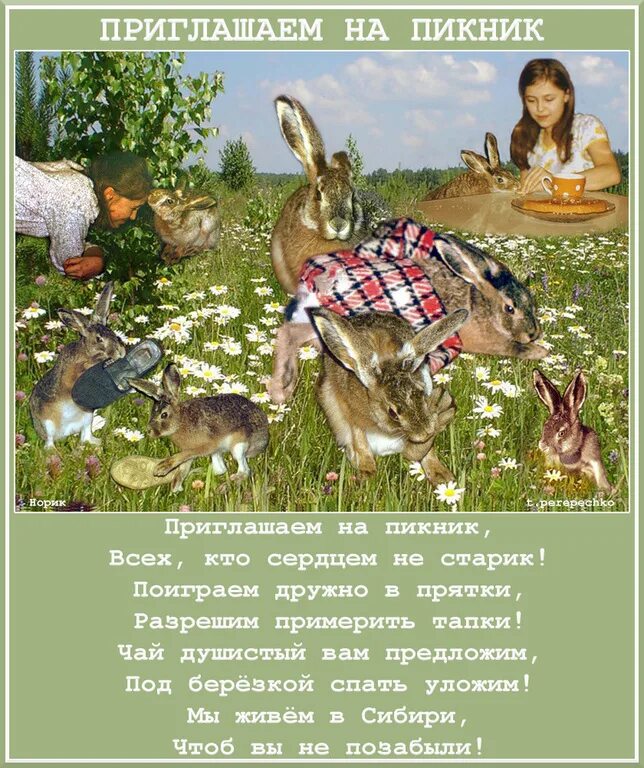 Цитаты пикника. Приглашение на пикник на природе. Стих про пикник. Приглашаем на природу отдохнуть. Приглашаем на пикник.