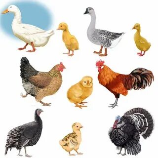 Смотреть волосатые азиатки порно онлайн