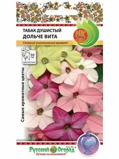 Вит русском