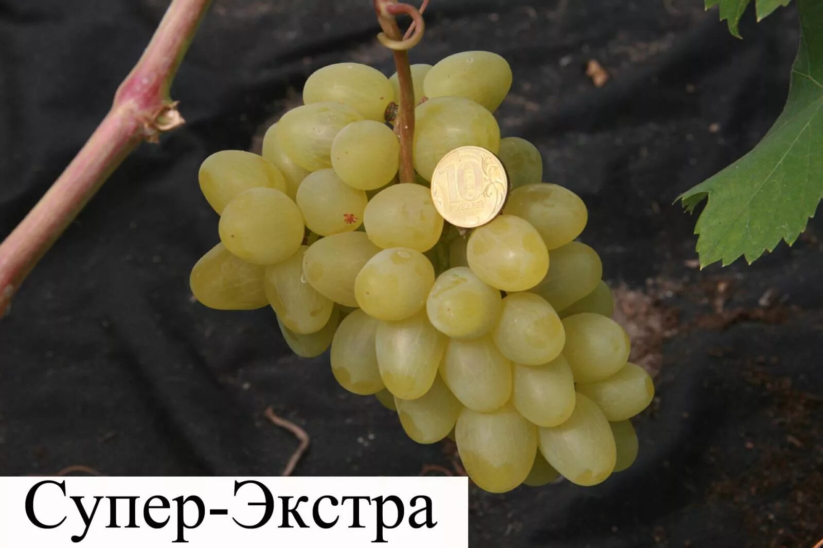 Супер экстра сорт фото. Виноград супер- экстра. виноград плодовый супер-экстра (c3). саженцы виноград супер экстра. сорт винограда экстра.