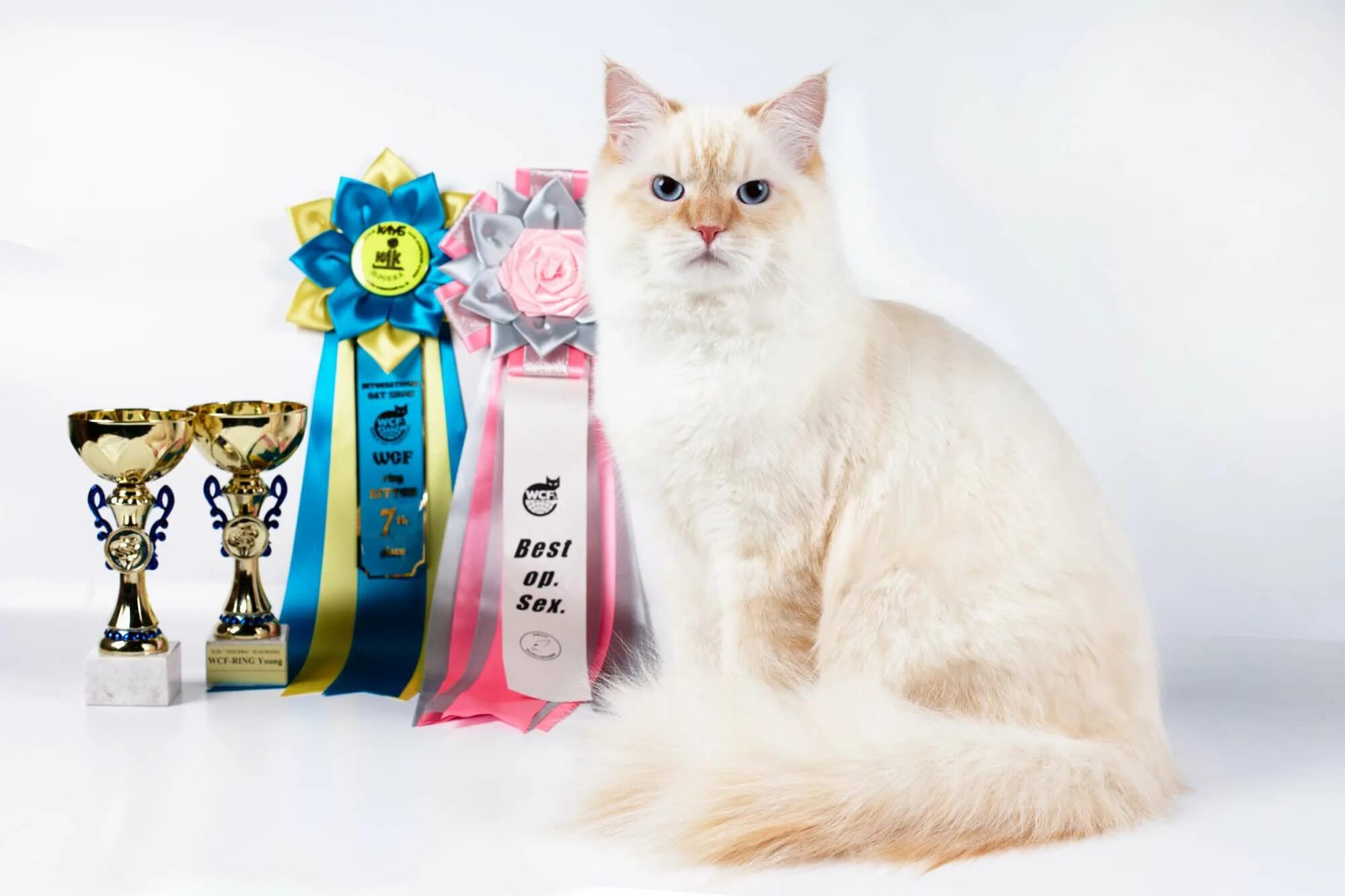 Выставка кошек. Победитель выставки кошек. Награды для кошек. Награды кошек на выставке. Award для кошек купить