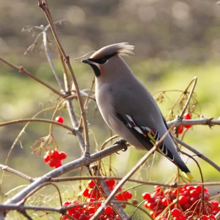 свиристели перелетные или неперелетные. свиристели перелетные фото. свиристель в ленинградской области. сорокопут свиристель. свиристель перелетная.