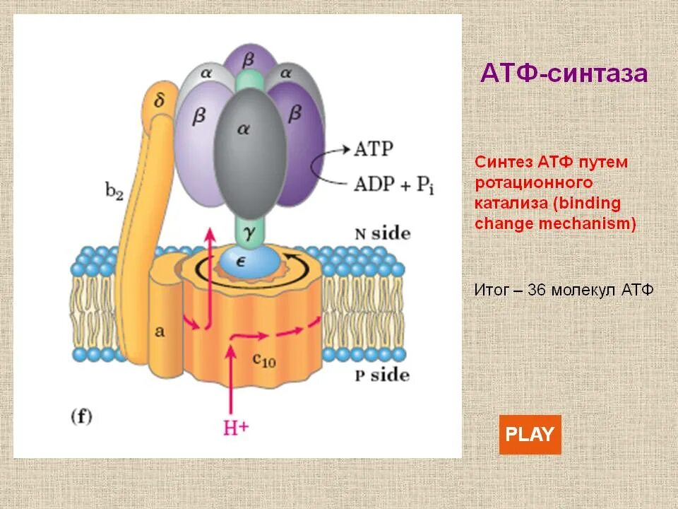 Атф канал. Строение АТФ синтазного комплекса. Схема строения АТФ синтазы. Строение АЬФ синтазой АТФ синтаза. Строение 5 комплекса АТФ синтазы.