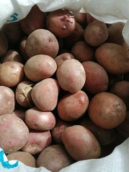 Семенной картофель в новгороде. Семенной картофель. семенная картошка. ведро картошки. ведро картошки семенной.