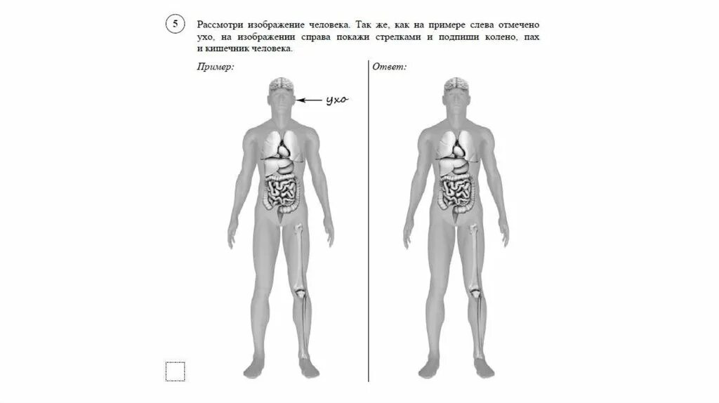 Где находится голень у человека впр. Части тела человека ВПР 4 класс. Строение тела человека ВПР 4 класс. Изображение тела человека ВПР. Строение человека 4 класс окружающий мир ВПР.