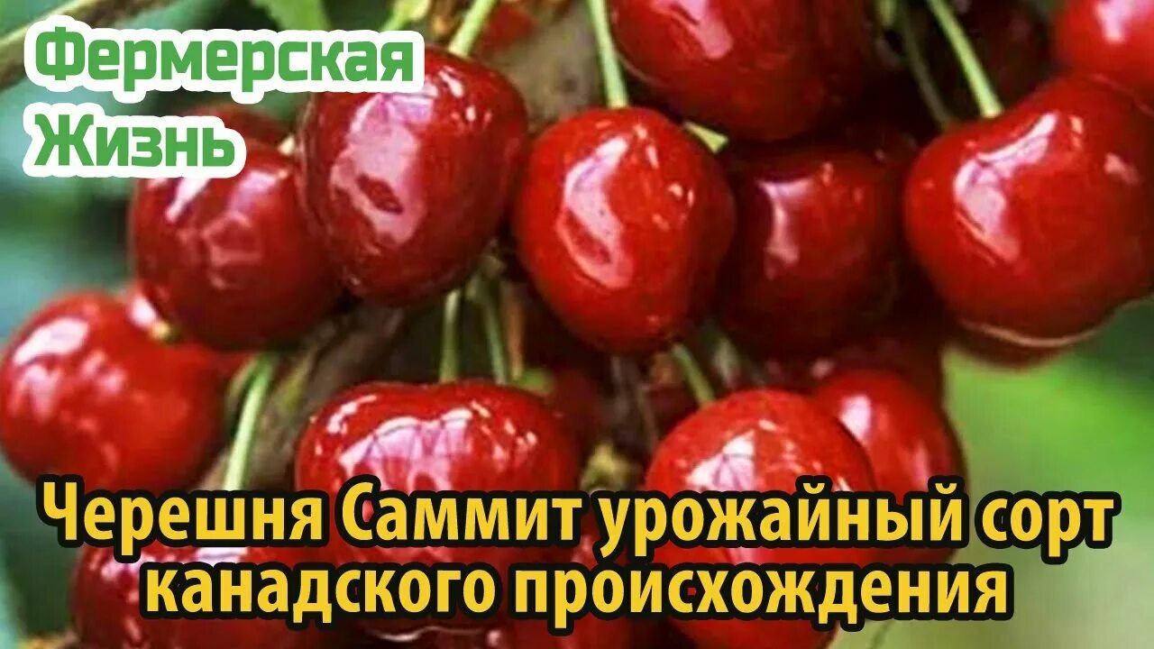 Черешня сорт саммит. Сорт черешни гигант ред. Сорт черешни стаккато. Черешня саммит описание сорта