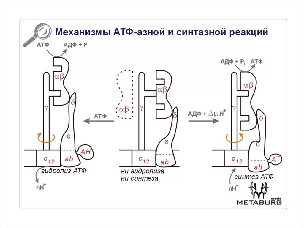 Полный гидролиз атф. Атф синтетаза реакция. синтез атф из адф реакция. атф-аза реакция. механизмы синтеза атф.