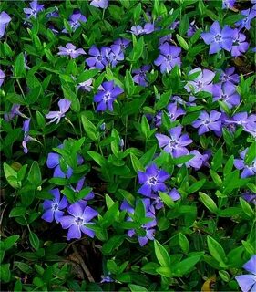 Vinca blue