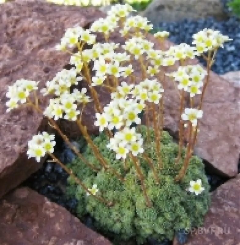 Цветы камнеломка фото описание и фото. Камнеломка метельчатая Saxifraga. Камнеломка метельчатая Saxifraga paniculata. Камнеломка бобо. Камнеломка метельчатая серебристоокаймленная.