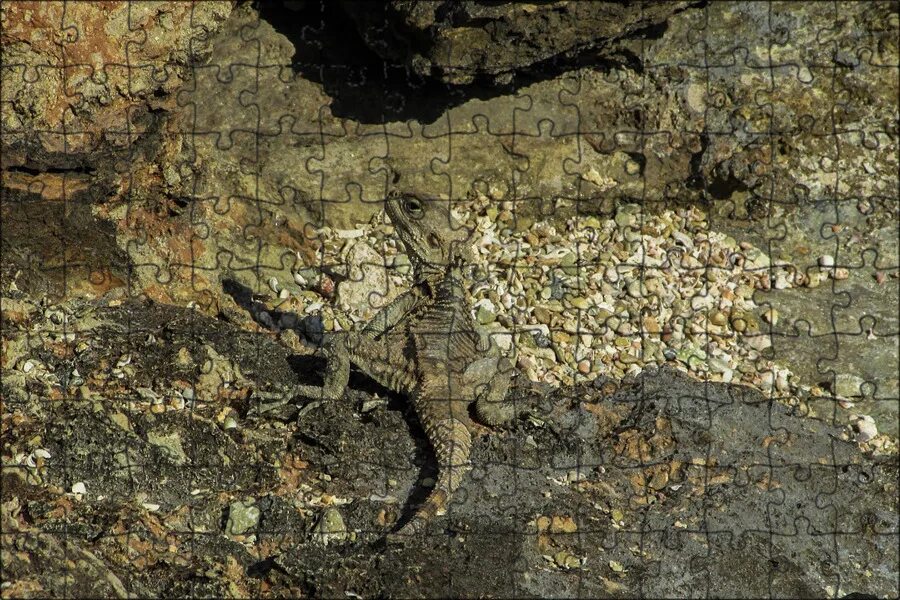 Как маскируется ящерица. Камуфляж ящерица. камуфляж lizard. ящерицы на кипре. ящерицы на кипре на камне.