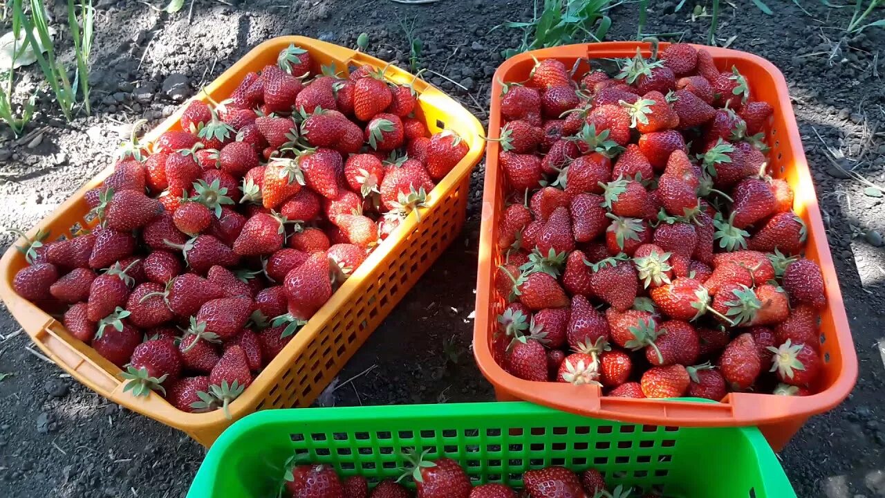 Сколько дает клубника. Урожай клубники. Клубника в огороде. Большой урожай клубники. Домашняя клубника.