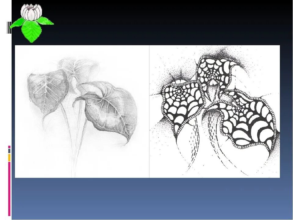 Стилизация природных форм. Стилизация растительных форм. Трансформация природных форм. Стилилизация растений. Рисунки ках