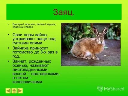 Листопаднички интересные факты