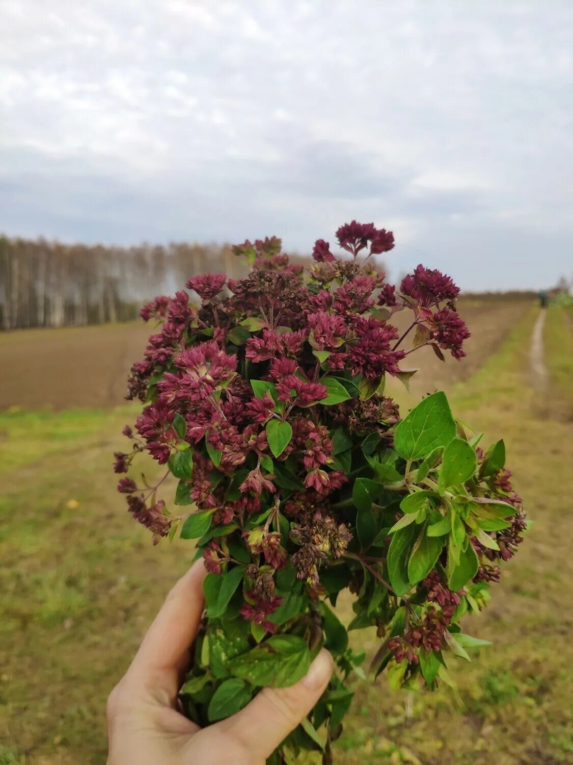 Душица компактум. Душица обыкновенная (origanum vulgare). Душица обыкновенная (орегано). Душица обыкновенная (орегано). Душица трава.