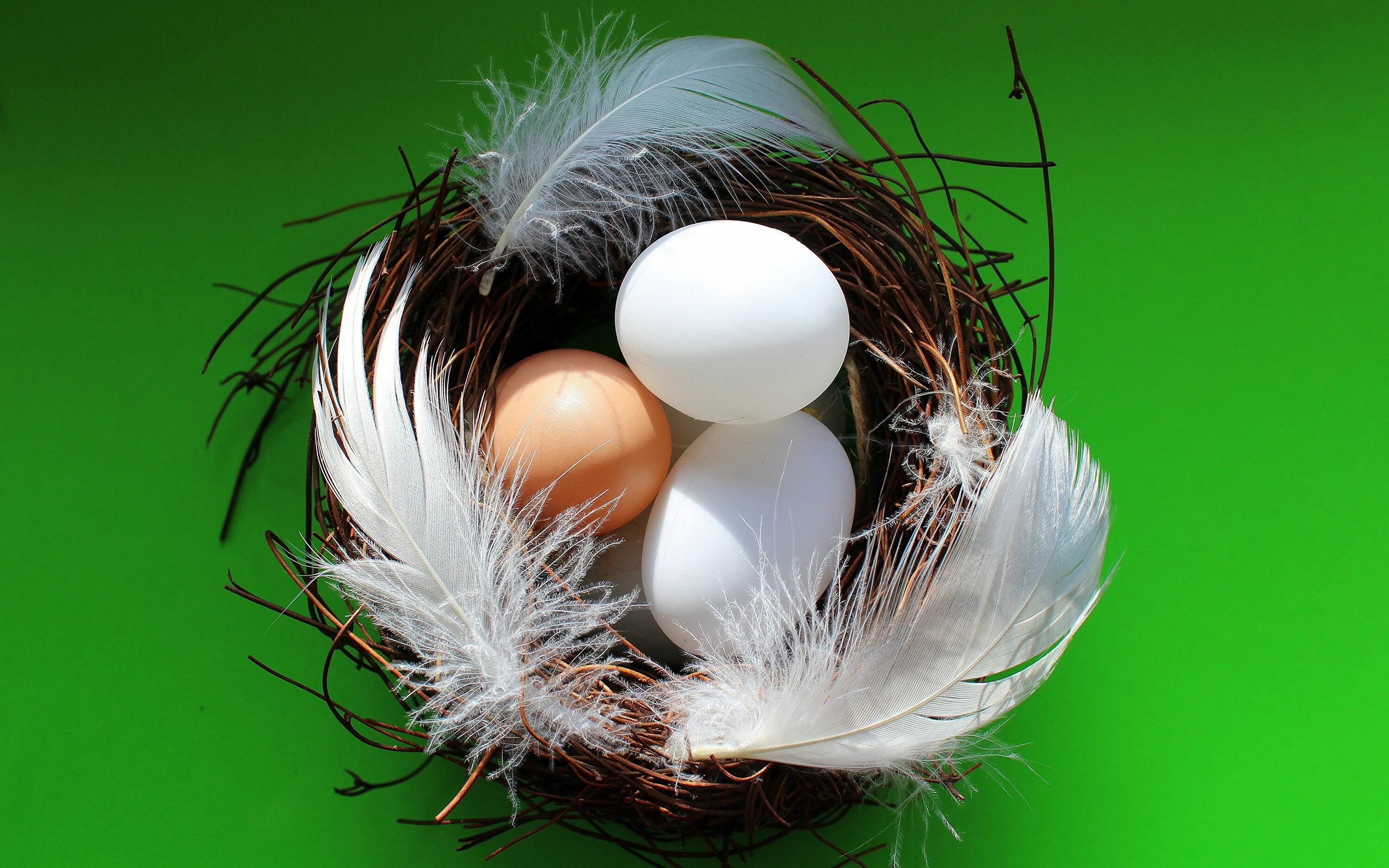 Яйцо куриное. Птичьи яйца. Куриные яйца в гнезде. Гнездо с яйцами.