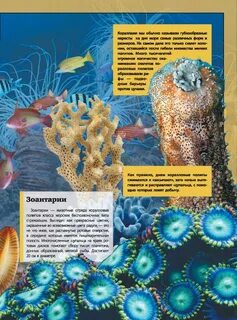 Справочник подводные обитатели