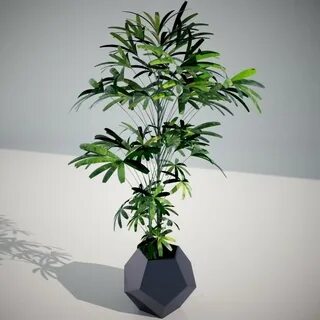 Цветы plant