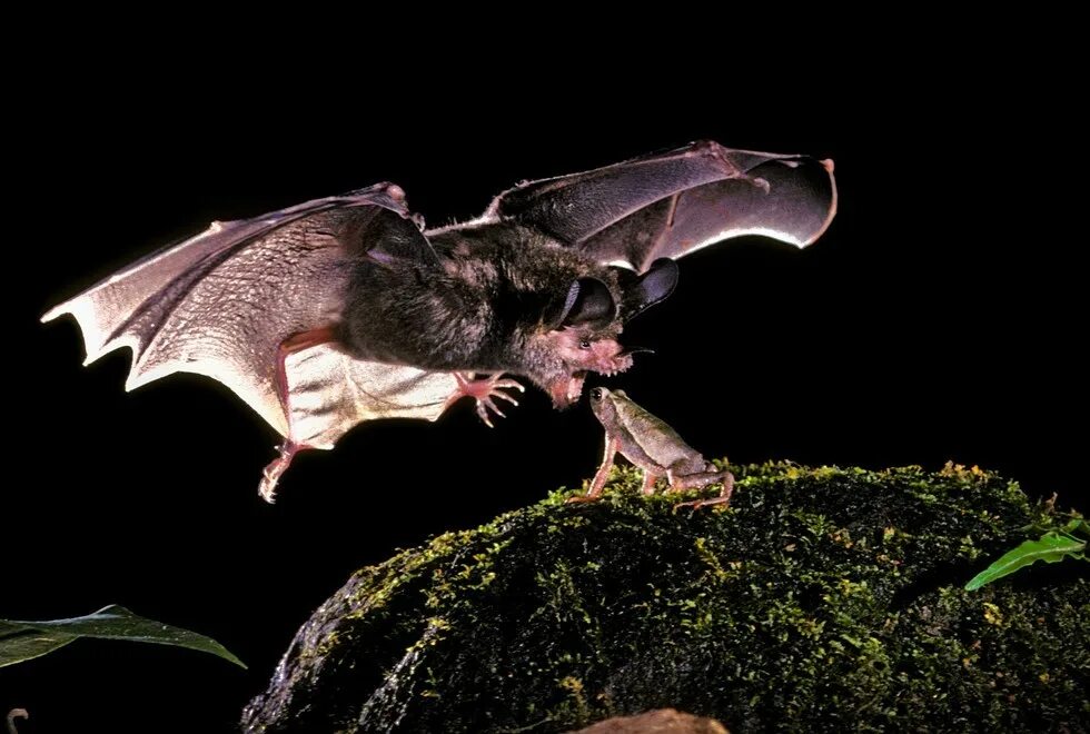 Ночная летучая мышь. Плотоядные рукокрылые. Рукокрылые летучие мыши. Чинцов летучие мыши читать. Чинцов летучие мыши читать.